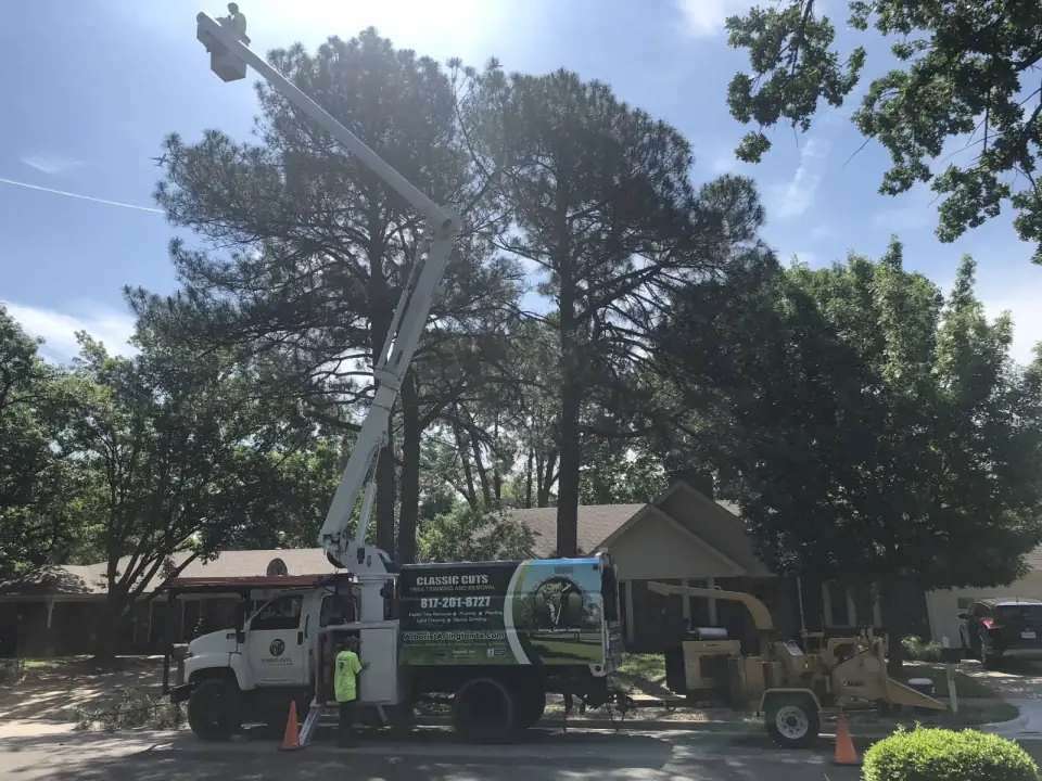 Classic Cut bucket truck trimming tall pines