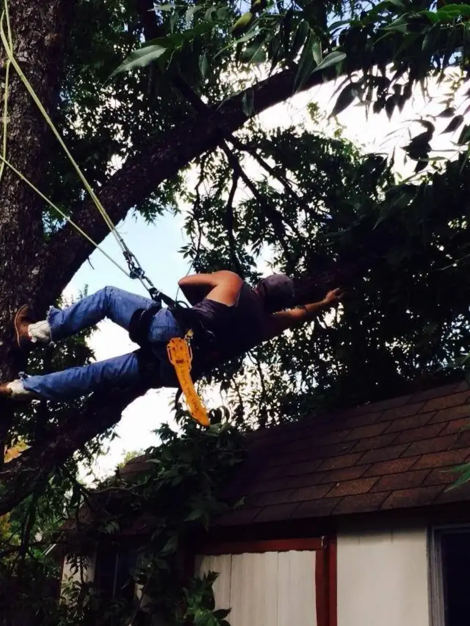 Climber working in a tree over a roof